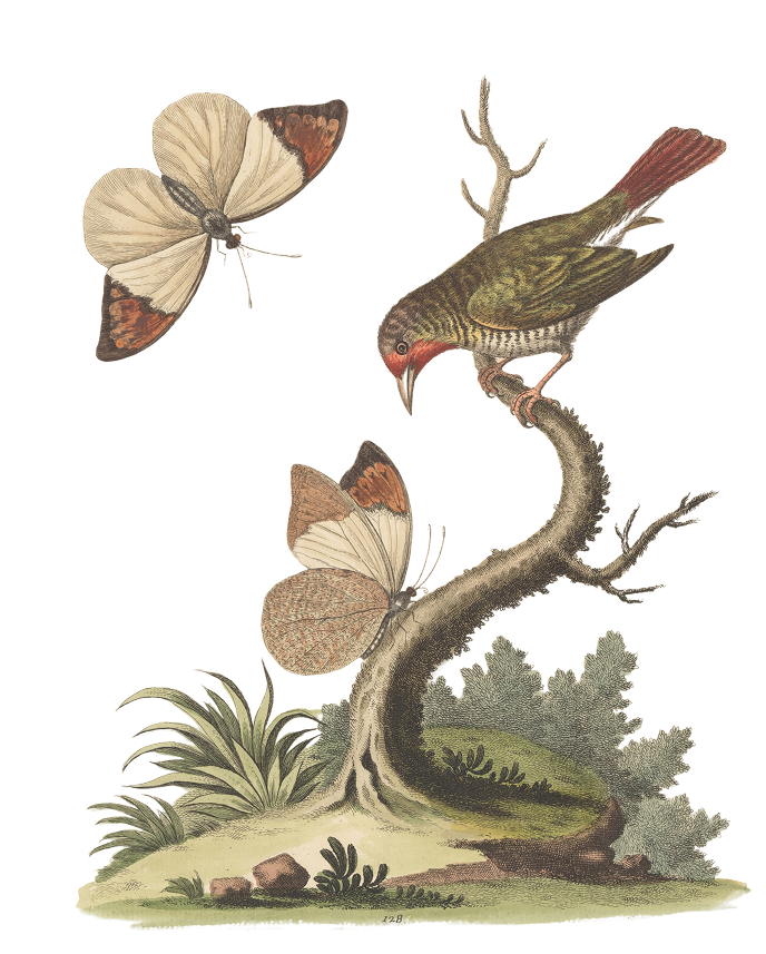 Botanical illustration